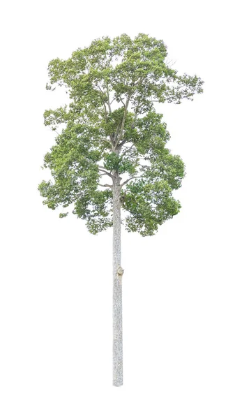 Yang Vagy Dipterocarpus Éjszakát Alatus Fehér Háttér — Stock Fotó