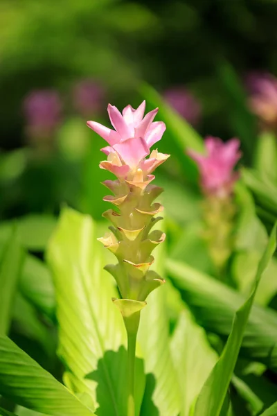 Siam Tulip Krachai Fiore Foglia Verde Nel Parco Naturale Primo — Foto Stock