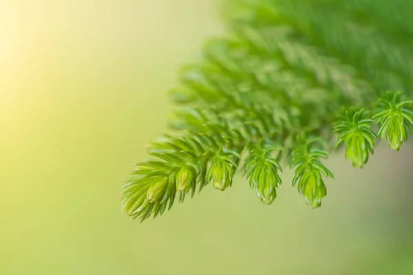 Star Polynesian Pine Living Christmas Tree Green Leaf Nature Park — Stock Photo, Image