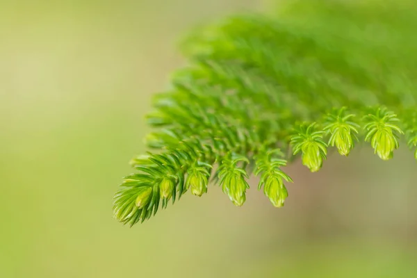 Star Polynesian Pine Living Christmas Tree Green Leaf Nature Park — Stock Photo, Image