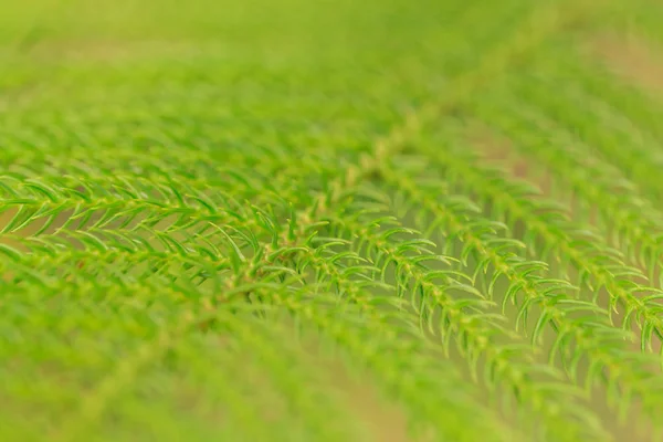 Звезда Полинезийская Сосна Живой Зеленый Лист Елки Природном Парке Крупным — стоковое фото