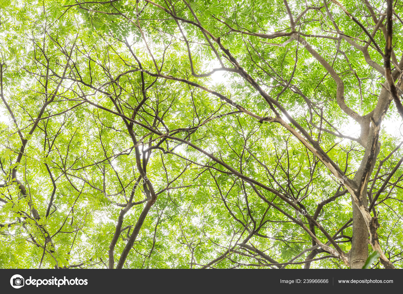 Folhas Arvore Dossel Backgound Branco Stock Photo C Wirojsid 239966666