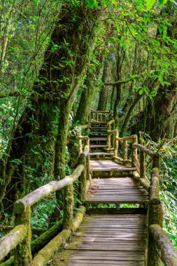 Ang Ka Luang doğa iz ve bulut ormanı Doi Inthanon, Chiang Mai, Tayland