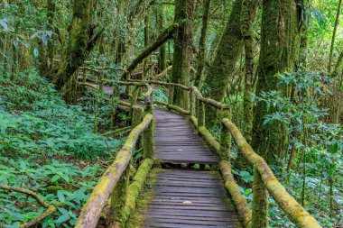 Ang Ka Luang doğa iz ve bulut ormanı Doi Inthanon, Chiang Mai, Tayland