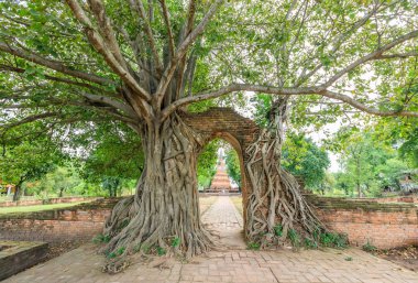Ağaç kök Wat Phra Ngam Tapınağı, Ayutthaya tarafından zaman Koyu'nun eski kapısı