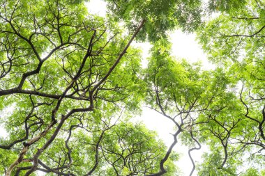 Ağaç gölgelik üzerinde beyaz artalan yaprak.