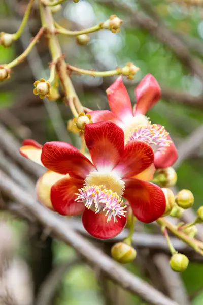 Cannonball Sal Tree Flower Green Leaf Nature Park Close Sunlight — Stock Photo, Image