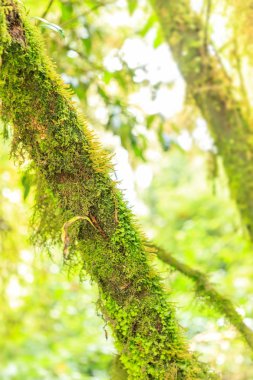 Dağ yosun bulut yağmur ormanı yakın çekim arka plan veya duvar kağıdı ışık almayan ağacında üzerinde