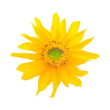 beyaz arkaplanda ayçiçeği