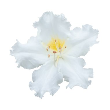 Beyaz sırtlı Westland rhododendronu (Ludwigianum Hoss) çiçeği