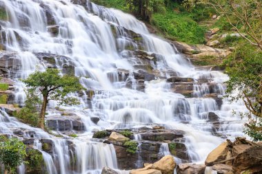 Şelale arkaplanındaki ağaç, Mae Ya Şelalesi, Doi Inthanon, Ch