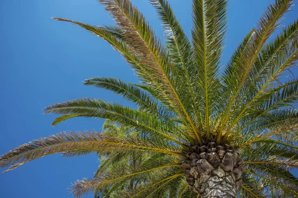 Aşağıdan Bir Görünüm Bir Palmiye Ağacı Mavi Bir Gökyüzü Bir — Stok fotoğraf