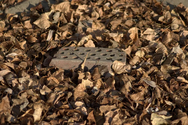 Old brick, lies in the fallen leaves. The picture was taken in the daytime, warm autumn evening, close-up.