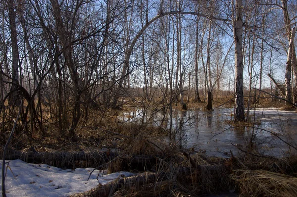 Early spring in the birch forest. The picture was taken under natural light, a cool spring day.