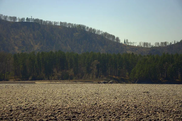 The stone bay, a dried up bed of a mountain river, exposed a stony bottom, surrounded by hills covered with coniferous forest. Altai, Siberia, Russia. Landscape.