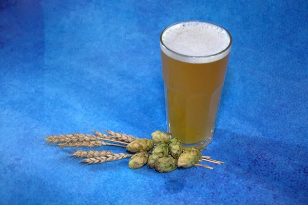 Glass of wheat beer with foam, hops and ears of corn on a blue background.