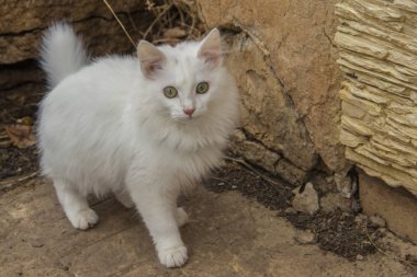 Işık yeşil gözlü güzel beyaz kedi. 