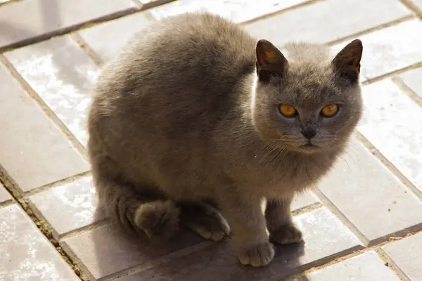 Portrait British Shorthair Grey Cat Big Wide Face Front View — Stock Photo, Image