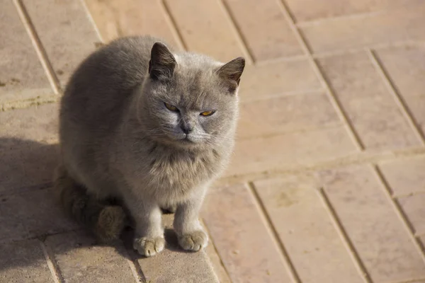 Açık havada kaldırımda Gri kedi.