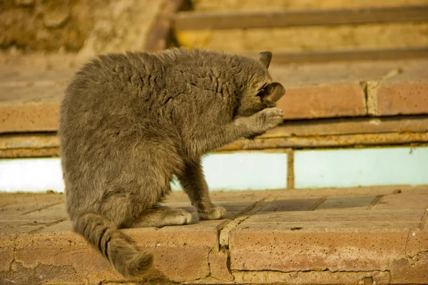 Graue Katze Draußen Auf Dem Bürgersteig — Stockfoto