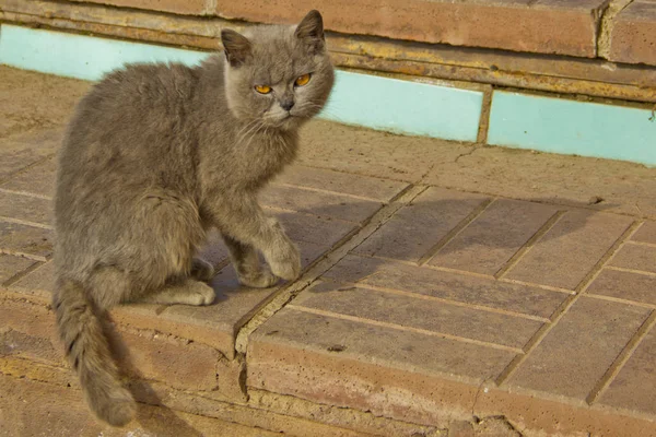 Porträtt Brittiska Korthår Grå Katt Med Stora Brett Ansikte Framifrån — Stockfoto