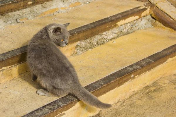 Gato Cinza Retrato Com Olhos Amarelos Alaranjados — Fotografia de Stock