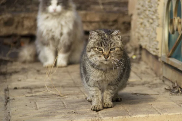 Gestreifte Graue Katze Auf Der Straße Hintergrund Anderer Katzen — Stockfoto