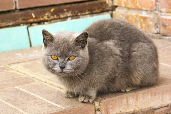 Porträtt Brittiska Korthår Grå Katt Med Stora Brett Ansikte Framifrån — Stockfoto