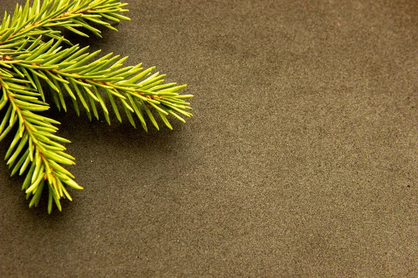 Noel ağacı dalları. Yeni yıl konsepti, Noel, doğa. Pankart. Düz yatış, üst görünüm