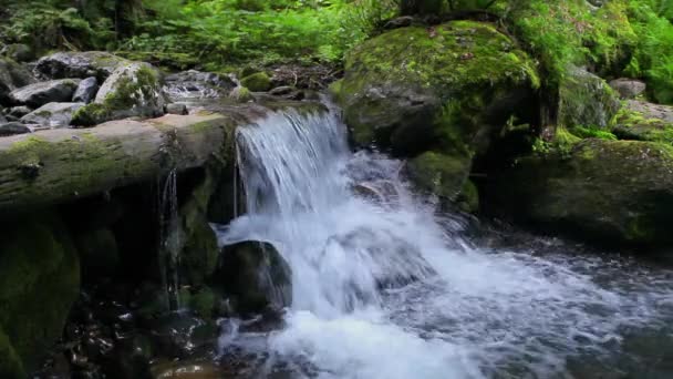Pure Fresh Water Waterfall In Forest — Stock Footage Pure Fresh Water Waterfall Forest Royalty Free Stock Footage