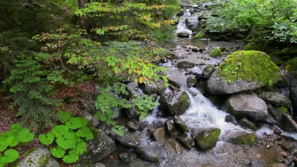 Fresh Water Stream With Waterfall In Mountain Forest — Stock Footage Fresh Water Stream Waterfall Mountain Forest Stock Video