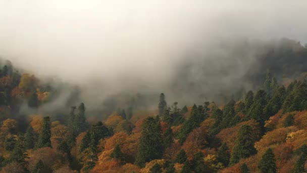 Morning Autumn Forest In The Fog. Foggy Conifer Forest — Stock Footage Morning Autumn Forest Fog Foggy Conifer Forest Video Clip