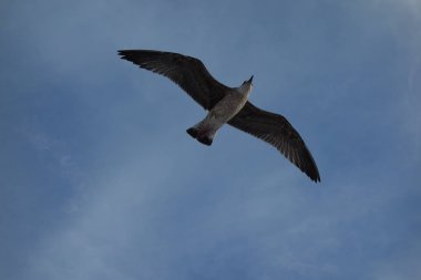 Thassos'tan Keramoti'ye yelken, Yunanistan, yaz 2018