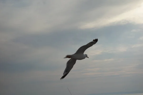dance the seagull above the ship\'s trail, sailing from Thassos to Keramoti, Greece, summer 2018