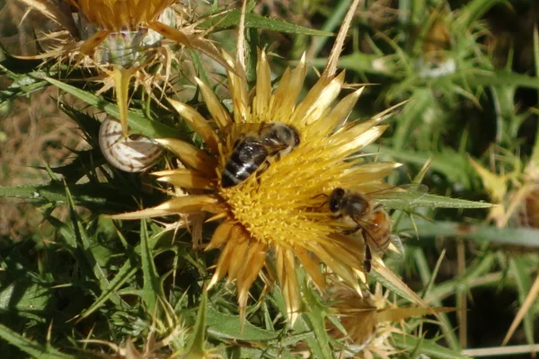 Two bees are collecting nectar. Thorn flowers have nectar, too.