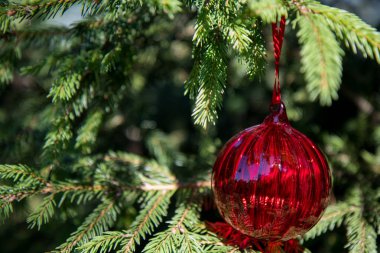 Kırmızı Noel süsleri, kırmızı topu, Doğa arka plan ve bulanık şube xmas ağacı. Neşeli Noel kartı. Kış tatil tema. Yeni Yılınız Kutlu Olsun. 