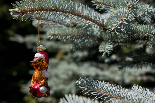 Dachshund Noel dekorasyonu Xmas ağacı üzerinde bulanık şube için seviyor — Stok fotoğraf
