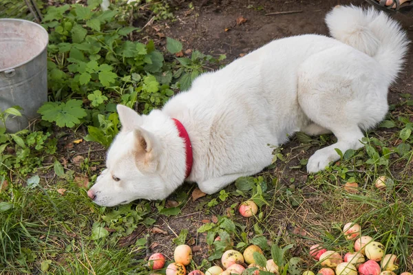 Akita Inu perro con manzanas rojas en el fondo natural —  Fotos de Stock