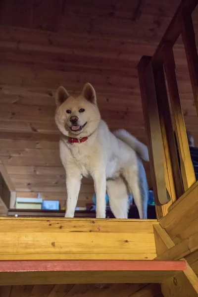 Akita Inu dog in house  near wooden stairs — Stock Photo, Image