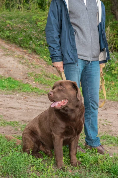 Pieścić właściciel z brązowy duży labrador na naturalne podłoże — Zdjęcie stockowe