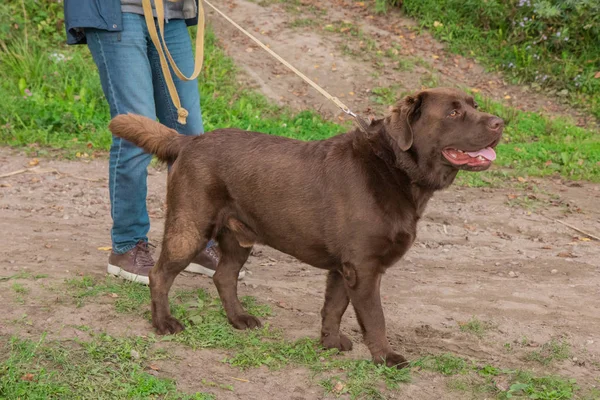 Propietario de mascotas con labrador grande marrón sobre fondo natural —  Fotos de Stock