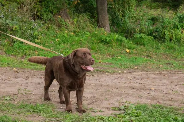 Brązowy duży labrador na naturalne podłoże — Zdjęcie stockowe