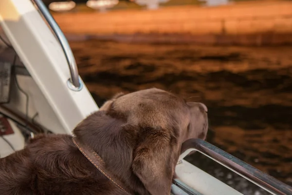 Brown Labrador mirando la belleza escénica del otoño desde el barco —  Fotos de Stock