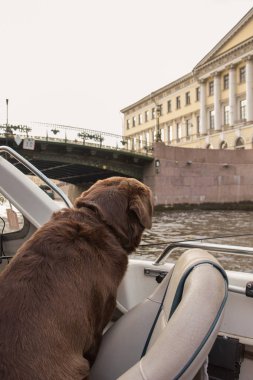 Kahverengi Labrador doğal sonbahar güzellikleri tekne arıyorum