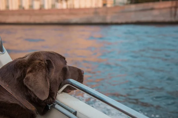 Brown Labrador mirando la belleza escénica del otoño desde el barco —  Fotos de Stock