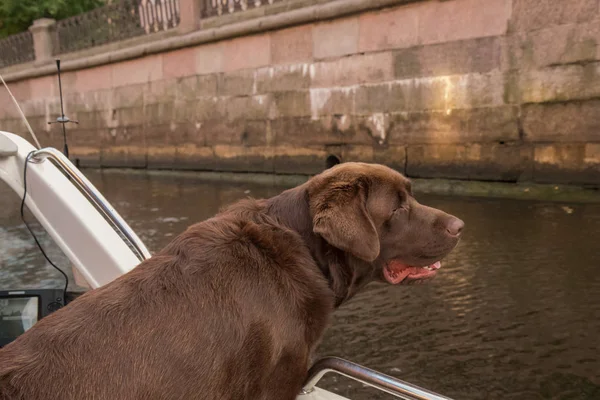 Brown Labrador mirando la belleza escénica del otoño desde el barco —  Fotos de Stock
