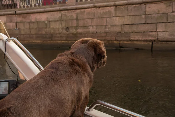 Brown Labrador guardando la bellezza paesaggistica autunnale dalla barca — Foto Stock