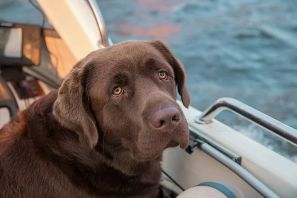 Brown Labrador mirando la belleza escénica del otoño desde el barco —  Fotos de Stock