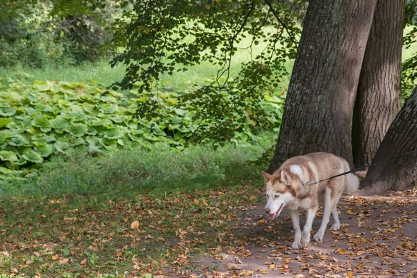 Chien Husky marchant dans le parc avec des arbres verts — Photo