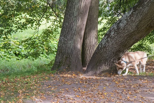 Husky perro paseando en el parque con árboles verdes —  Fotos de Stock